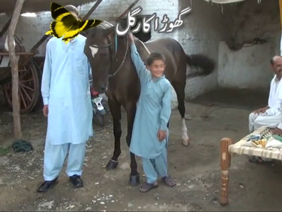 babar khan uk horse try in haripur part 2 of 3