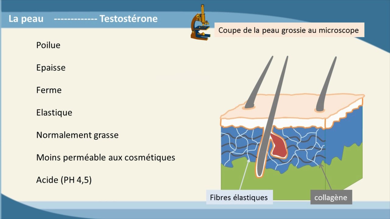 QU’EST CE QUE LA PEAU ?