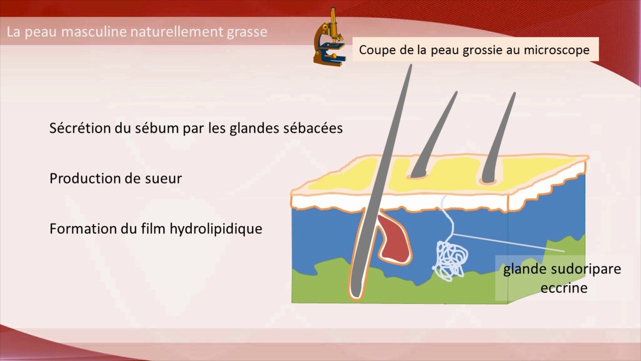LA PEAU DE L’HOMME EST NATURELLEMENT GRASSE