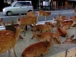 Geyikler Yolu İşgal Etti Trafiği Aksattı