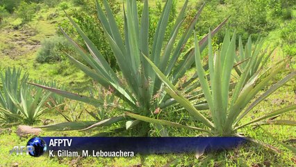 Les périls du boum du mescal mexicain