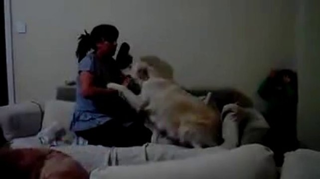 Dog Protects Child From Mother While She Pretends To Hit Him Dogs Protecting Toddler