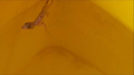 Kitten (laddoo) hunting, killing & eating lizard