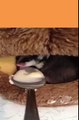 Funny Animals Videos Compilation Sugar Gliders Direct Sports After Drinking Milk