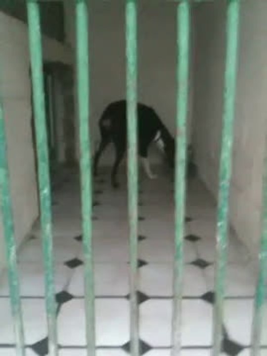 BAMBI ADOPTEE AU REFUGE DES AMIS DE LUNA