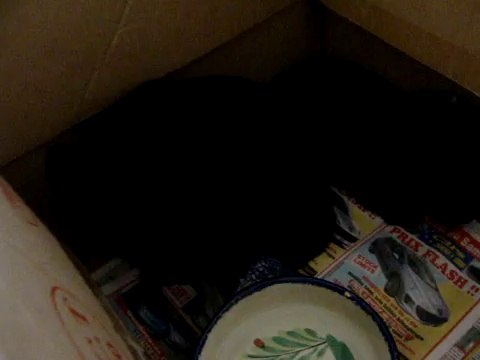 BEBES X YORK GRIFFONS DE BRABAN9ON.