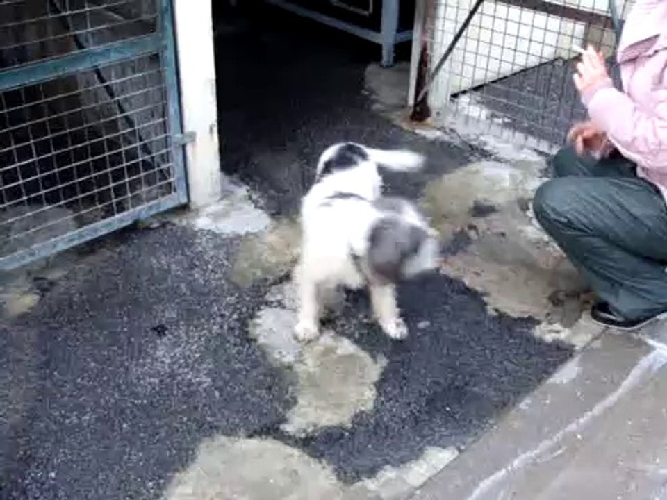 Belle au refuge le 27 novembre 2010.