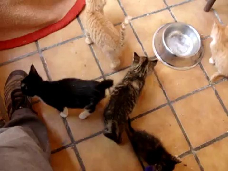 CHATONS