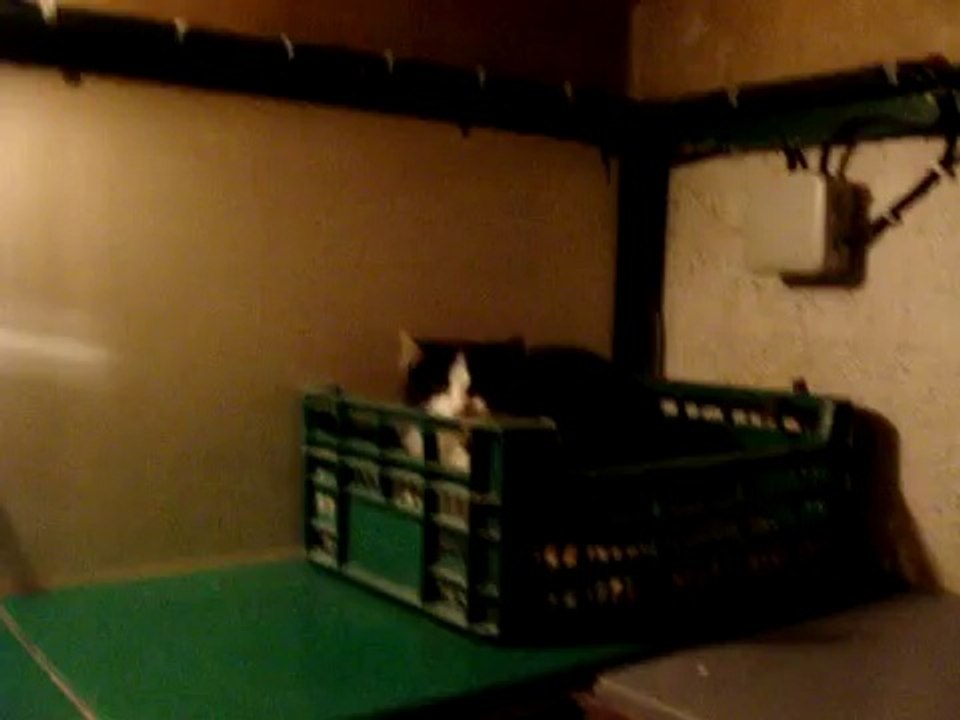 CHATS AU REFUGE LE 9 JANVIER 2010