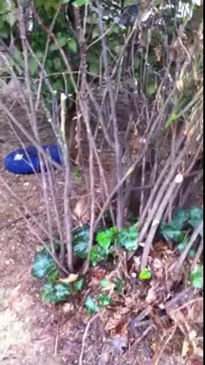 CONNAISSANCE AVEC LES COPAINS COPINES LE 4 AOUT 2011