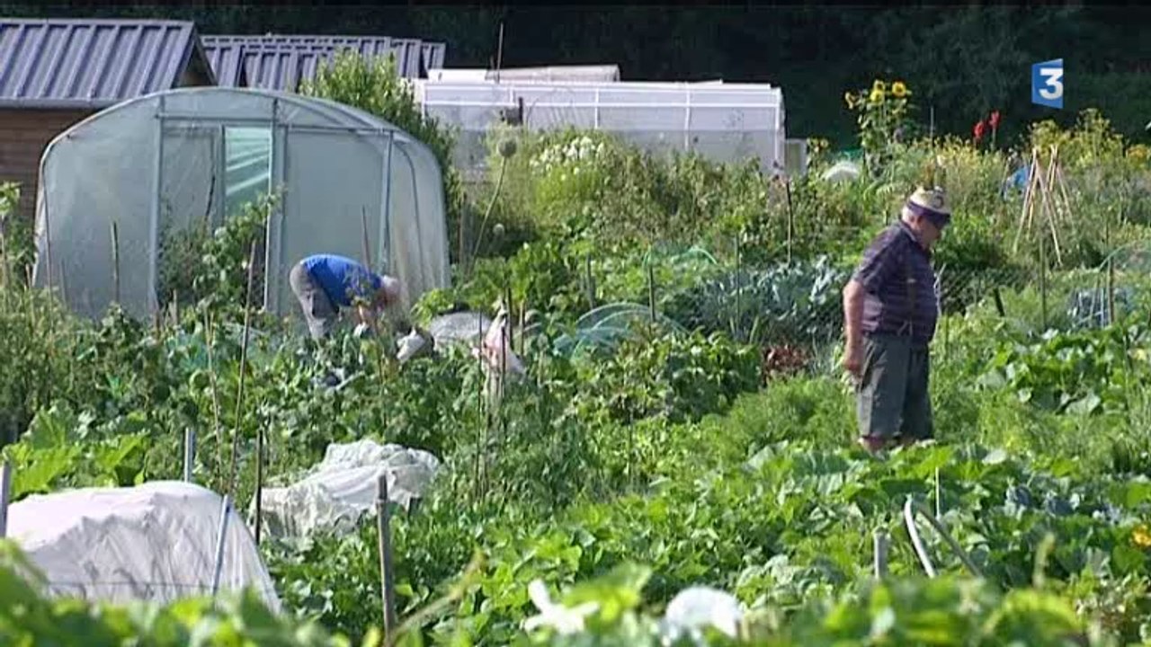 Vandalisme dans les jardins familiaux de Repainville