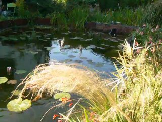 bassin30.07.2014 022