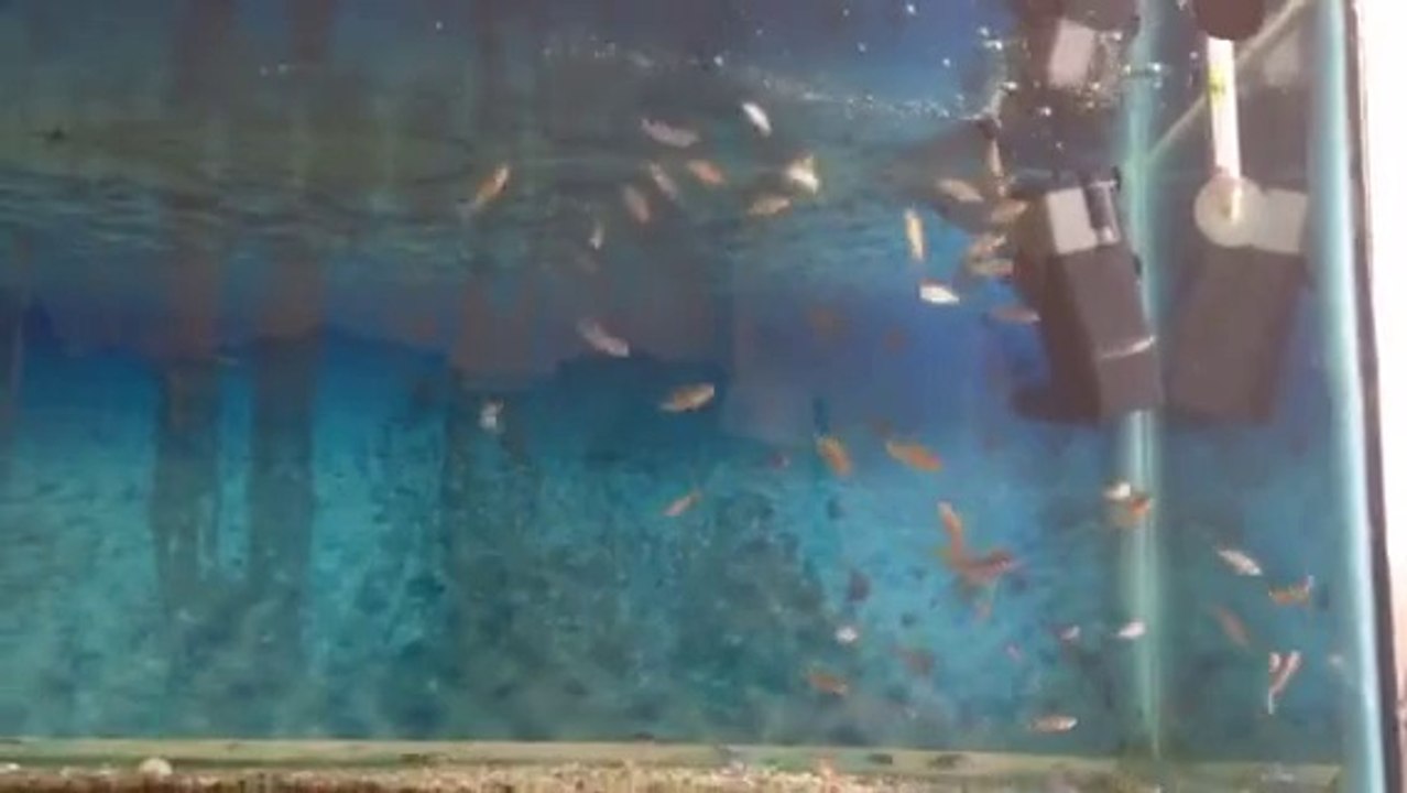 Demasoni Ve Afra Jalo Reef Yavruları