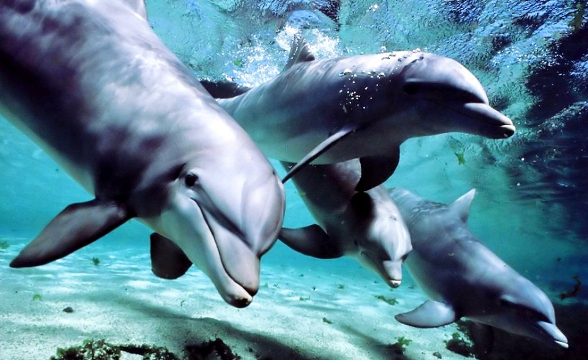 Okyanus Kabileleri: Yunuslar ve Balinalar