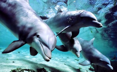 Okyanus Kabileleri: Yunuslar ve Balinalar