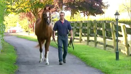 GReporT - Cavalos [30-05-2014]