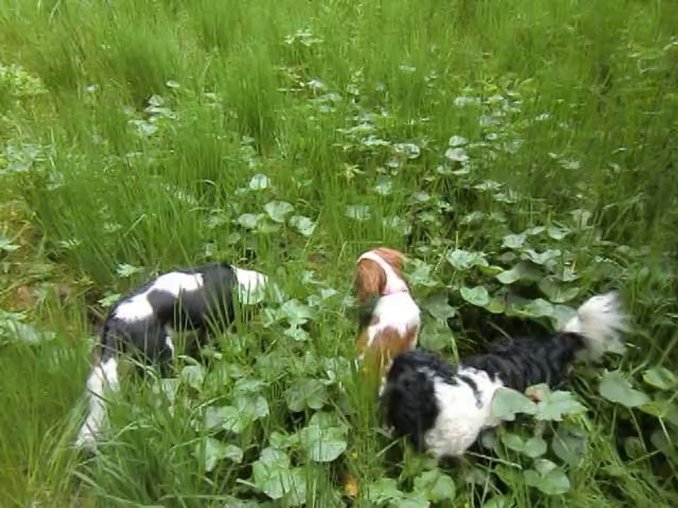 Le son des cloches des vaches