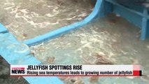 Jellyfish flock to warmer Korean waters, number of sting victims rises (2)