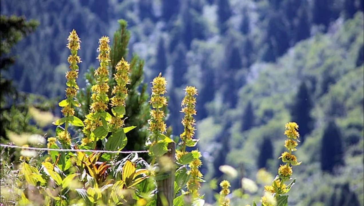 lac de tueda meribel savoie 31 juillet 2014