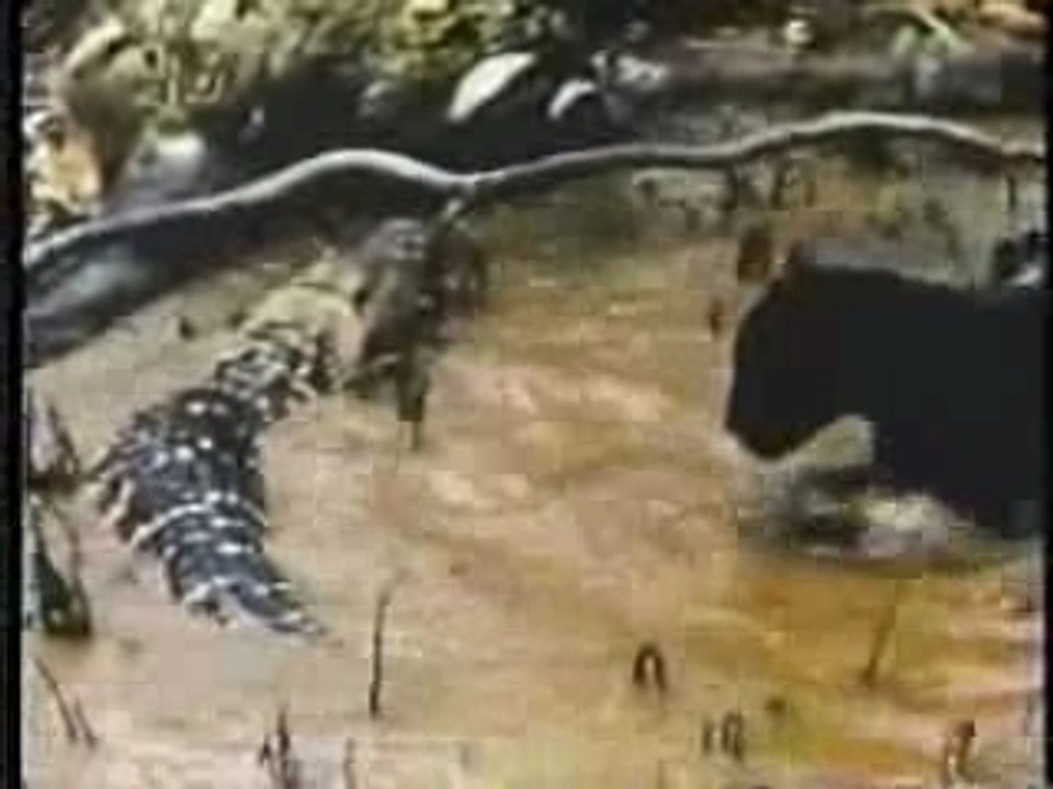 Jaguar Vs Crocodile