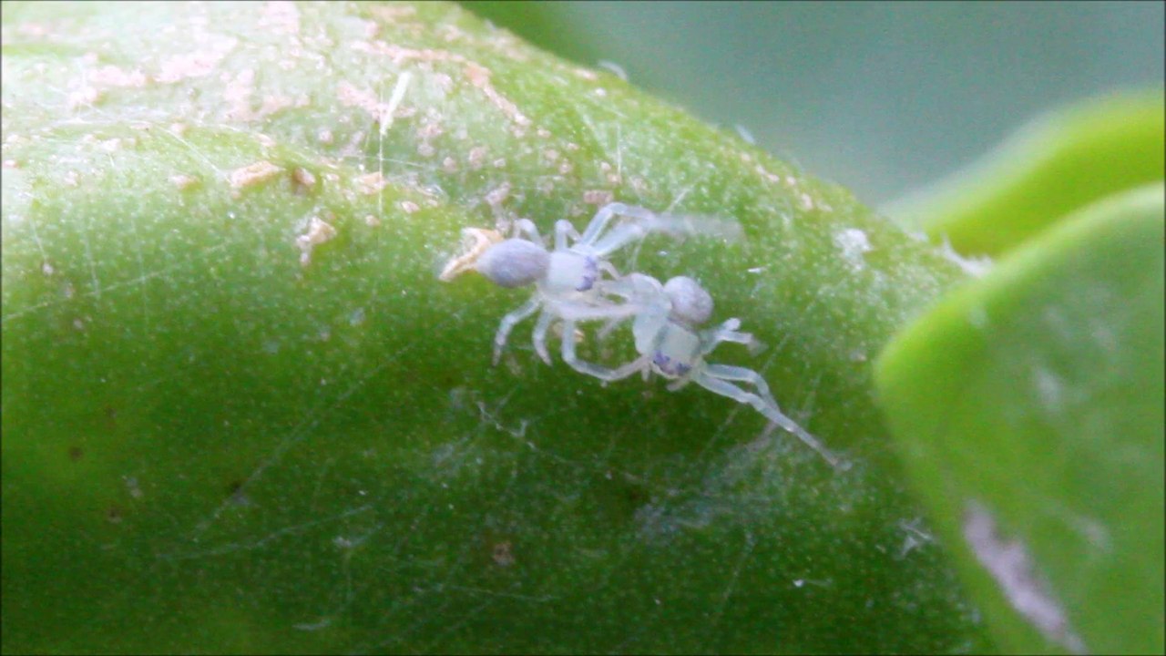 Naissance des bébés