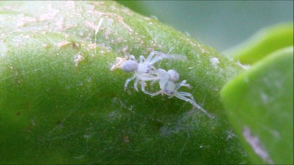 Naissance des bébés