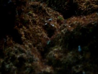 Vivarium à fourmis du zoo de Cologne