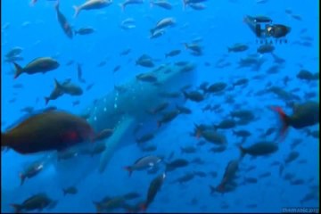 O Encanto do Azul Profundo #03 - América do Sul [Discovery Theater]