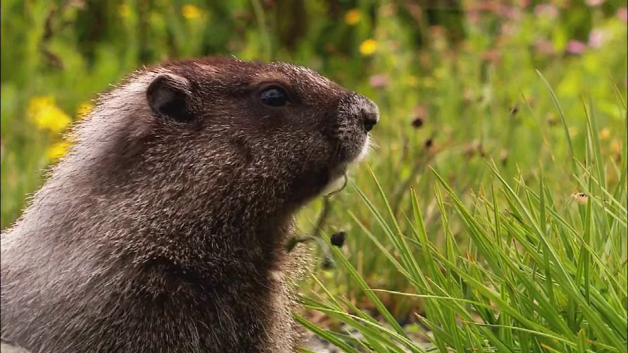 Wildlife nature is so beautiful.