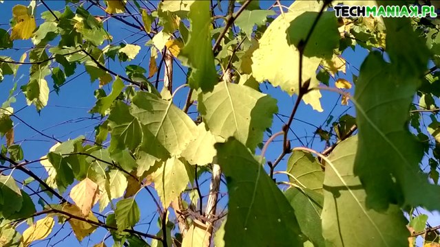 Wideo test i recenzja telefonu Nokia Lumia 625 _ techManiaK.pl