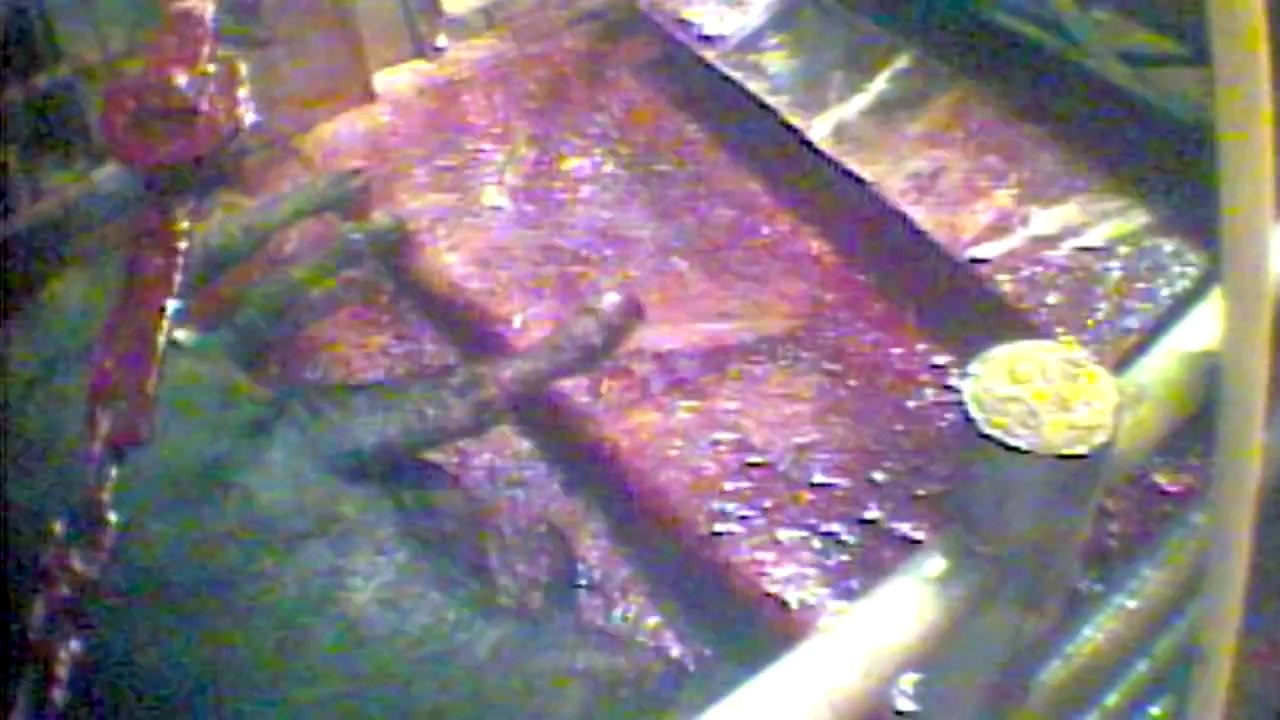 Farm to Fridge - The Truth Behind Meat Production