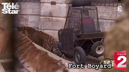 Fort Boyard : Baptiste Giabiconi effrayé face aux tigres