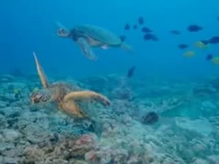 IMAX Deep Sea 3D Trailer