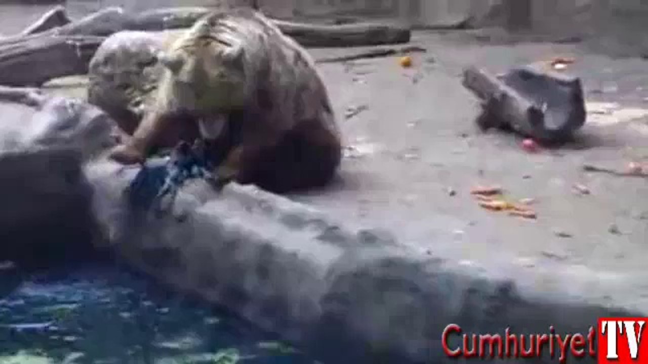 Havuza düşen kargayı ayı kurtardı