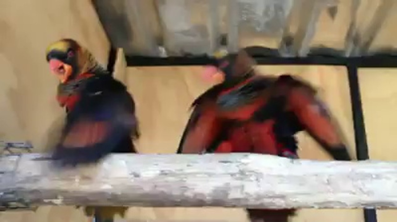 Dusky Lorry Pair Dancing
