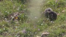 Chamois & marmottes