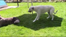 Picknick im Garten