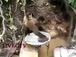 monkey doing dishes Funny.