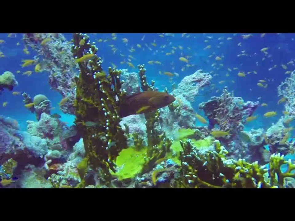 2014_Longimanus