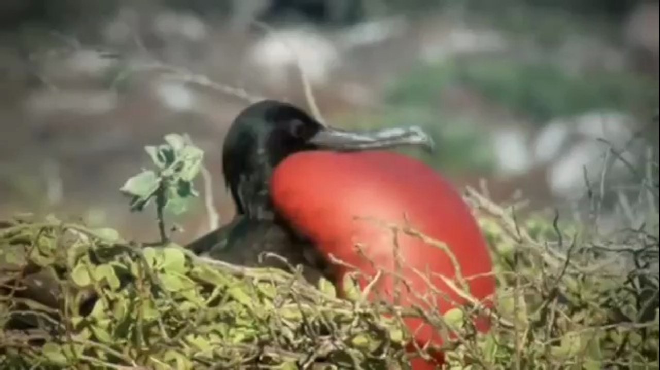 Darwin: The Voyage that Shook the World PROMO