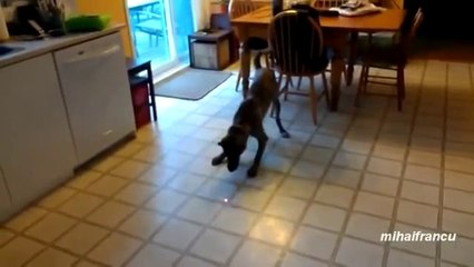Animals Chasing Laser Pointers Compilation