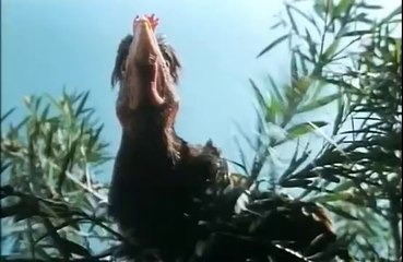 Chicken Park - Jerry Calà - 1994