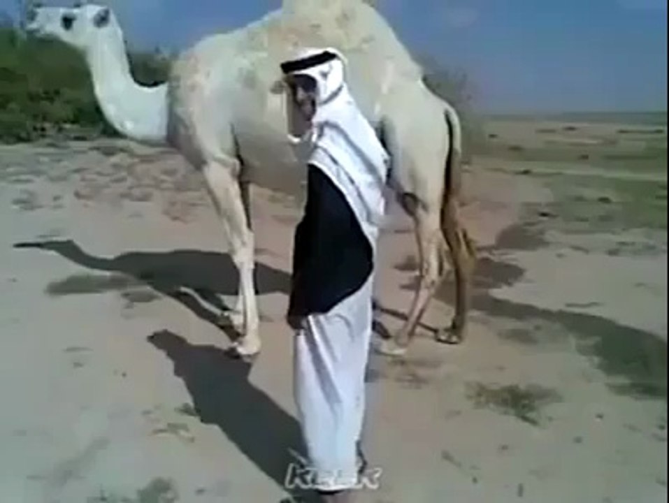 ھاھاھا اس عربی شیخ کا شغل چیک کریں ۔ اونٹنی سے کیا مار پڑی