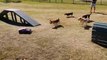Course de beagles contre voiture télécommandée!