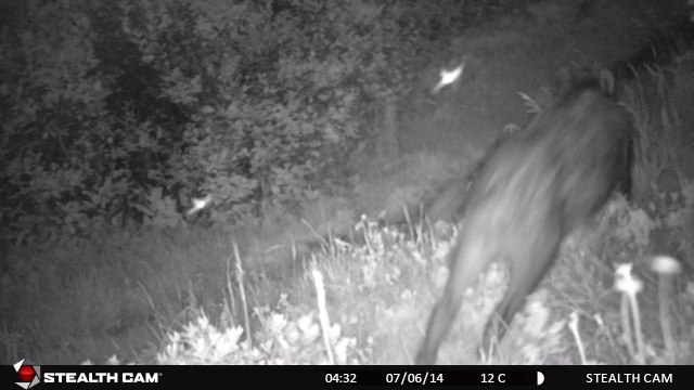 Sangliers (Sus scrofa) - Laies et marcassins - Alpes - Savoie - Maurienne