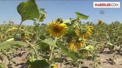 Baraj sularının çekildiği alanda tarım -