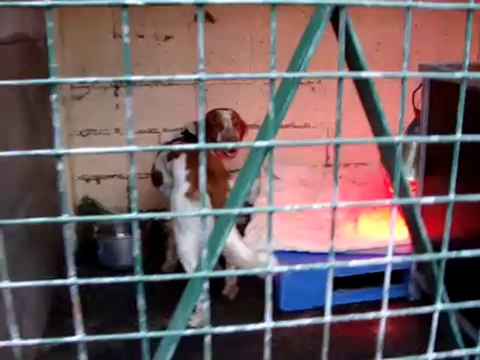 LOULOUS A L'ADOPTION AU REFUGE DES AMIS DE LUNA LE 1 FEVRIER 2011