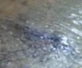 Akdeniz foku, Bodrum'da görüntülendi