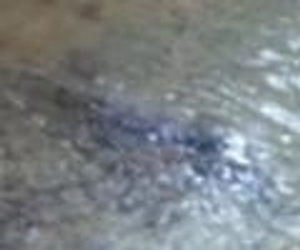 Akdeniz foku, Bodrum'da görüntülendi