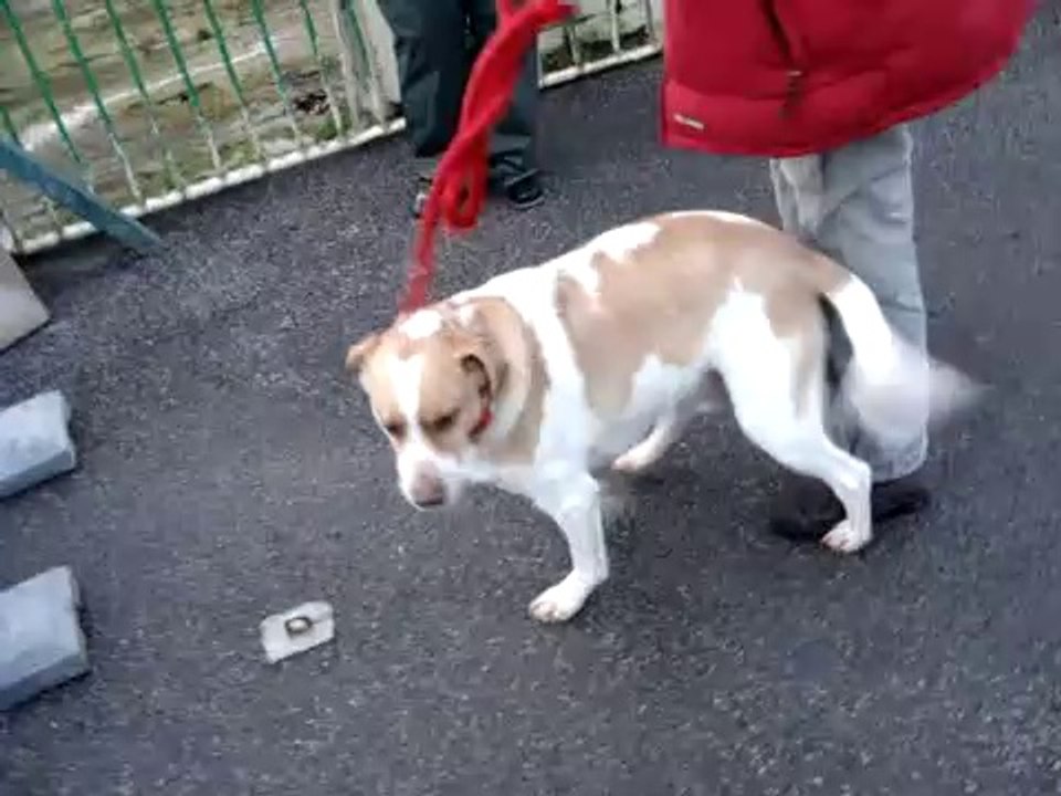 Filou en pars en balade le 27 novembre 2010